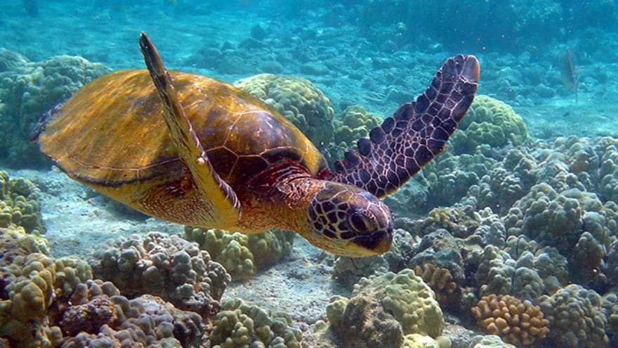 Tortuga en Cabo Corrientes