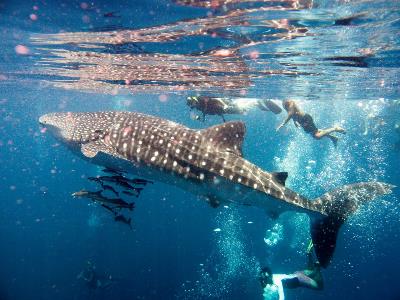 Tour de Nado con Tiburón Ballena