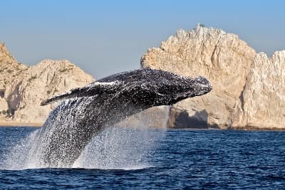 Avistamiento de Ballenas