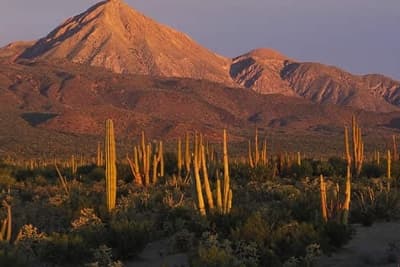 Desierto del Vizcaino