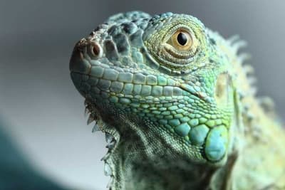 Iguanario Archundia
