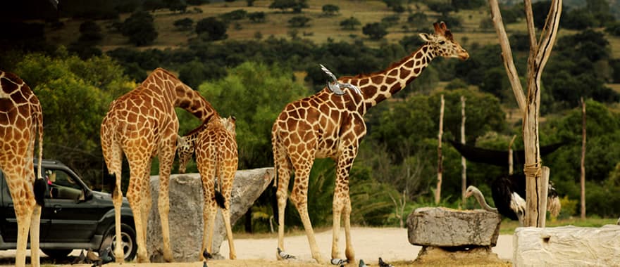 Africam Safari, Puebla
